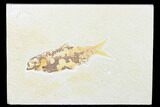 Detailed Fossil Fish (Knightia) - Wyoming #176390-1